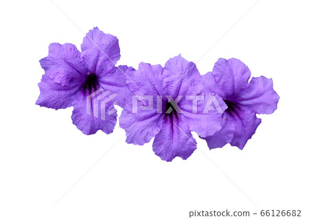 Waterkanon flower isolated on white background. 66126682