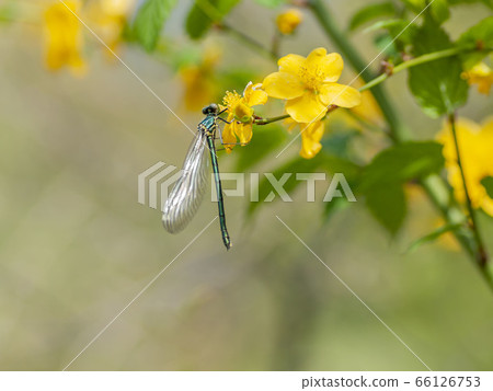 Damselfly Damselfly 66126753