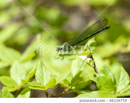 Damselfly Damselfly 66126759