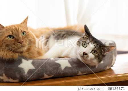 A good cat, a pheasant tabby cat, a tea tabby cat, a multi-headed cat A good cat, a pheasant tabby cat, a tea tabby cat, a multi-headed cat 66126871