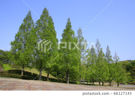 Fresh green metasequoia forest and blue sky scenery [Citizen Park] 66127145