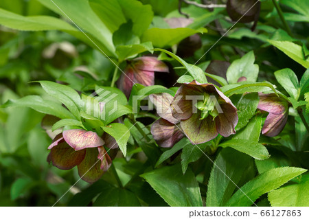 Christmas rose Hanago seed pod collection Christmas rose Hanago seed pod collection 66127863