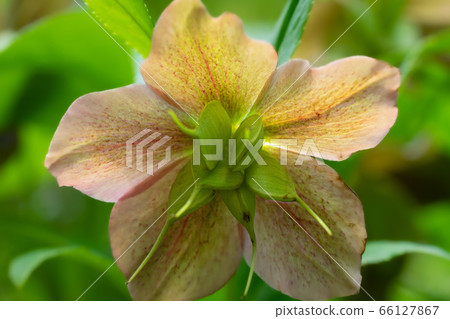 Christmas rose Hanago seed pod collection Christmas rose Hanago seed pod collection 66127867