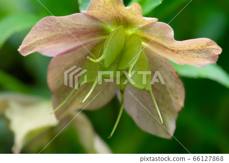 Christmas rose Hanago seed pod collection Christmas rose Hanago seed pod collection 66127868