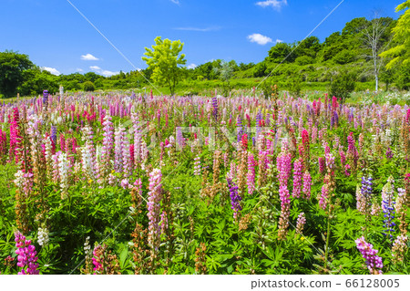 Lupineas開花的小山 66128005