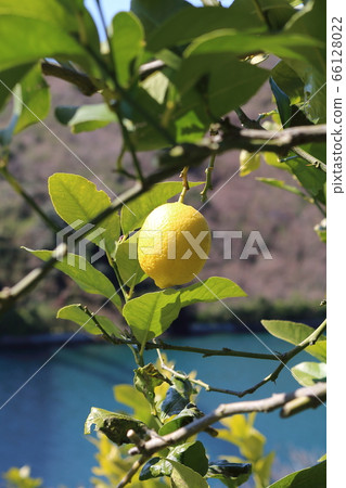 Setonai lemon Setonai lemon 66128022