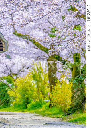 Kyoto Philosophy Road Cherry Blossoms 66128043