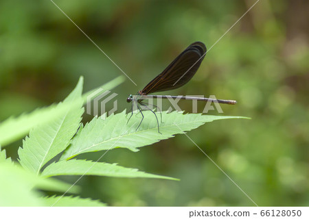 Hagorotorbo 66128050