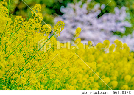 Kyoto Yamashina hydrophobic cherry tree 66128328