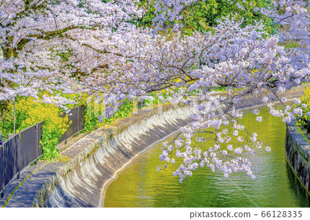 京都山信疏水櫻桃樹 66128335