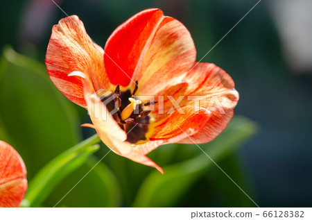 Tulip flower Tulip flower 66128382