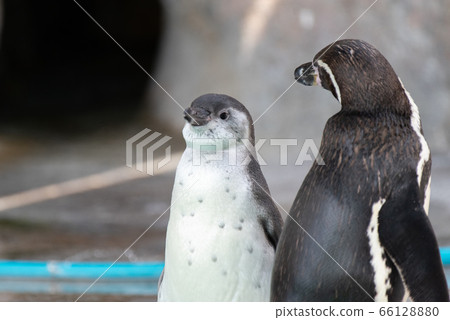 Penguin parent and child　 66128880
