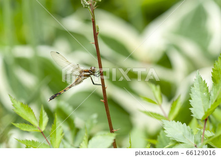 Shiokaratombo Shiokaratombo 66129016