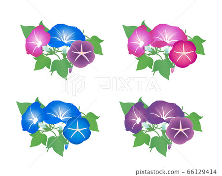 Beautiful morning glory illustration material 66129414
