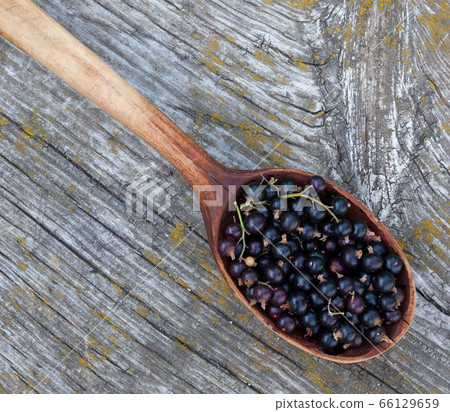 Black currant berries 66129659
