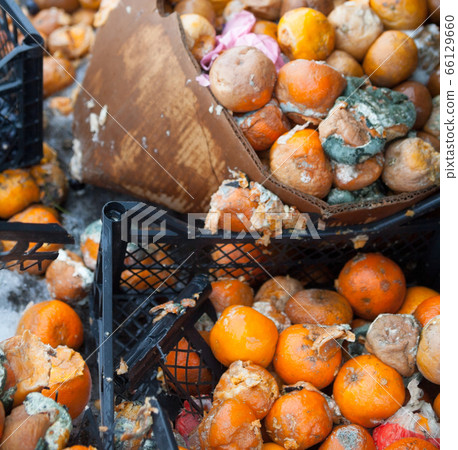 Rotten mandarin oranges on the landfill Rotten mandarin oranges on the landfill 66129660