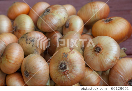 Onion bulbs bunch. Close-up. 66129661