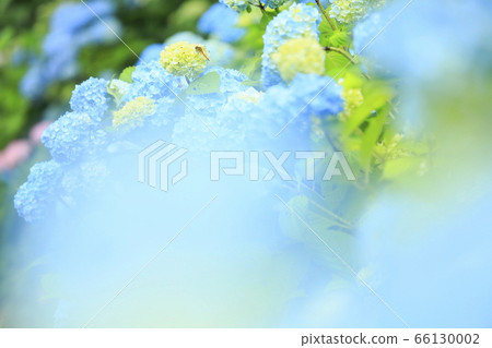 Hydrangea and dragonflies on Zhouzan, Setana Town, Hokkaido Hydrangea and dragonflies on Zhouzan, Setana Town, Hokkaido 66130002