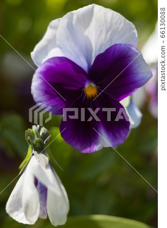 Purple white pansy flowers (Viola tricolor) 66130088
