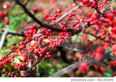 Red cotoneaster berries on the shrubs Red cotoneaster berries on the shrubs 66130094