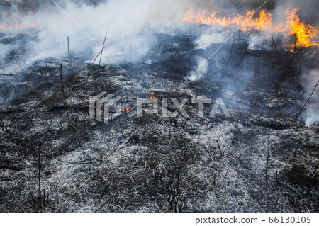 Big fire in the field. 66130105