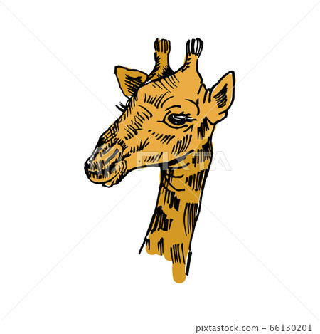 Giraffe sketch. Hand-drawn vector illustration. Isolated on white backdrop Giraffe sketch. Hand-drawn vector illustration. Isolated on white backdrop 66130201