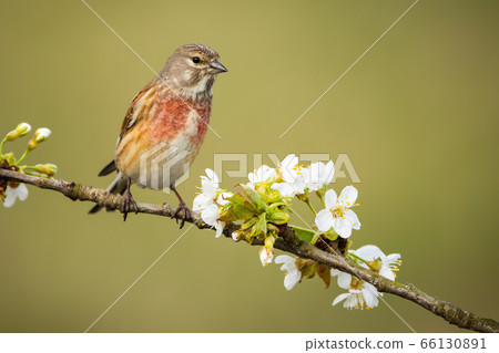 Male common linnet sitting on flourishing tree twig with white flowers in spring Male common linnet sitting on flourishing tree twig with white flowers in spring 66130891