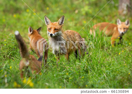 Red fox family with mother and three cubs hunting and playing on a glade 66130894