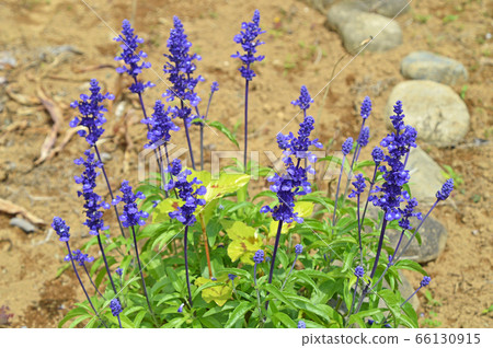 Blue Salvia (Farinassea) 66130915