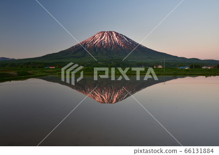 In early summer in Kutchan, Hokkaido, we took a picture of the morning glow of Mt.Yotei and the upside down Mt.Yotei reflected in the paddy fields. 66131884