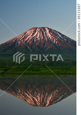 初夏，在北海道俱知安市，我們拍了一張約提山的晨光和倒映在稻田中的約提山的照片。 66131887