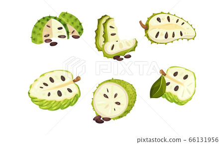 Soursop Fruit Or Guanabana With Dark Green Rind Stock Illustration