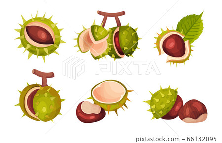 Chestnuts in Cracked Shell with Prickles and Pointed Oblong Leaves Vector Set 66132095