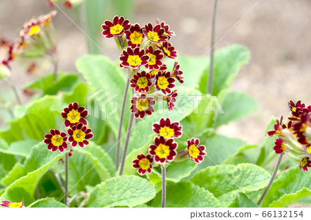 報春花金種族Polyansa 報春花金種族Polyansa 66132154