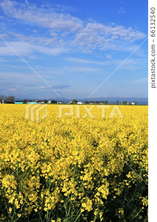 Rape blossoms 66132540