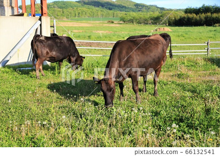 Japanese beef 66132541