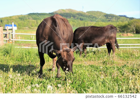 Japanese beef 66132542