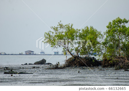 Mangrove tree at coastal Mangrove tree at coastal 66132665
