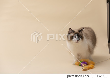 Classy ragdoll cat 66132950