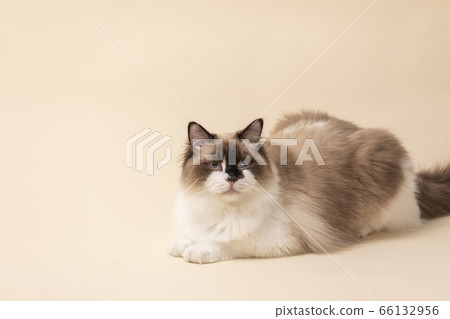 Classy ragdoll cat Classy ragdoll cat 66132956