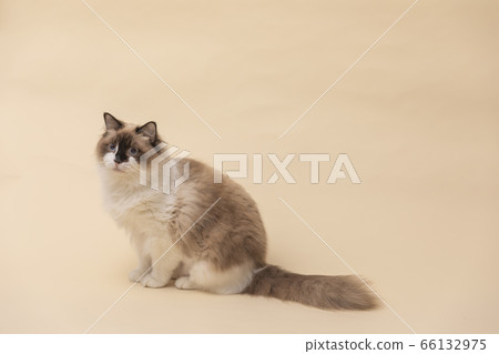 Classy ragdoll cat Classy ragdoll cat 66132975