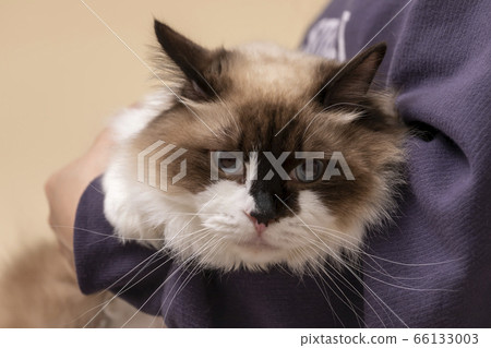 Classy ragdoll cat Classy ragdoll cat 66133003