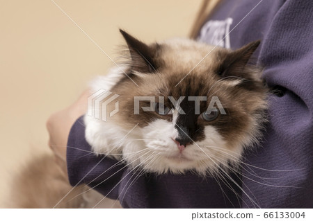 Classy ragdoll cat Classy ragdoll cat 66133004