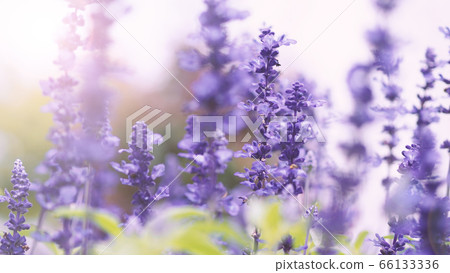 Lavender flowers purple color and sunset light flare to camera which represent fragrance for relaxing mood and shoot from summer in Furano prefecture north part of Hokkaido Japan 66133336