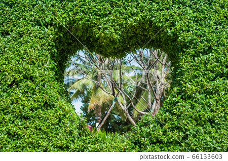 Bush with a hole in the form of a heart. Love Concept. Bush with a hole in the form of a heart. Love Concept. 66133603