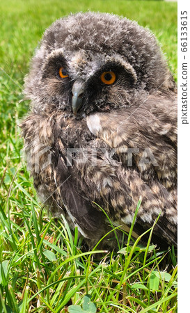 Owl cub separated from its nest in its natural environment. 66133615