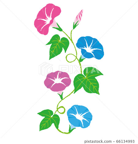 乾淨的牽牛花的插圖 插圖素材 圖庫