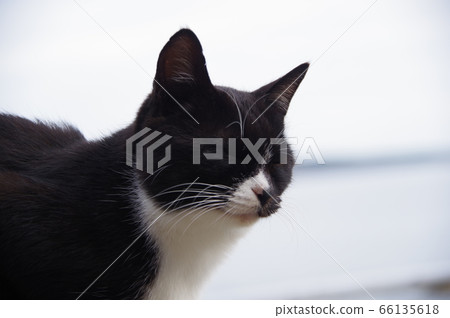 Seaside cat 2 Seaside cat 2 66135618