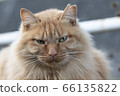 Stray cat straying the camera [long hair] 66135822