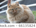 Stray cat stray cat staring while tilting its neck [long hair] 66135824